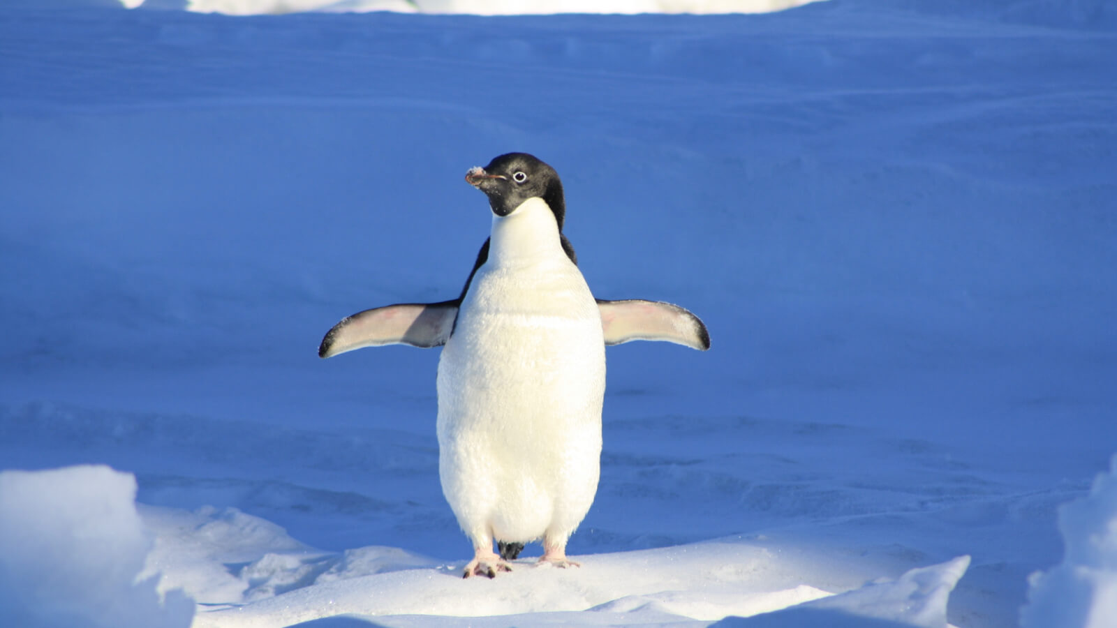 ペンギンアップデートのイメージ図
